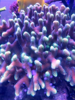 Stylophora Pistillata Pink green tip - frag 8-10 cm - FOTO REALI - rosa punte verdi - Corallo duro SPS