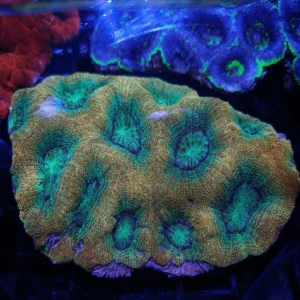 Acanthastrea Lordhowensis Green-Orange - Corallo duro LPS facile - frag 3-5 cm