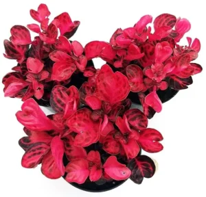 Iresine Herbstii Super Red - pianta per terrario/paludario o da interno in vasetto