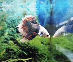 Betta splendens halfmoon koi butterfly - FOTO REALE - pesce combattente maschio 4,5 cm