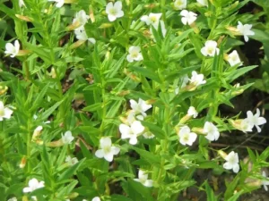 Gratiola Officinalis - Graziola - pianta palustre da terreno umido perenne di taglia piccola dal fiore bianco per laghetto