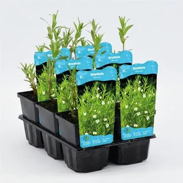 Gratiola Officinalis - Graziola - pianta palustre da terreno umido perenne di taglia piccola dal fiore bianco per laghetto