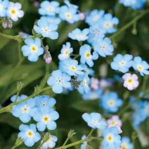 Myosotis Palustris - Nontiscordardimé - pianta palustre da terreno umido perenne di taglia piccola per laghetto
