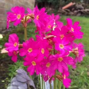 Primula Rosea - pianta palustre da terreno umido perenne di taglia piccola dal fiore rosa brillante per laghetto
