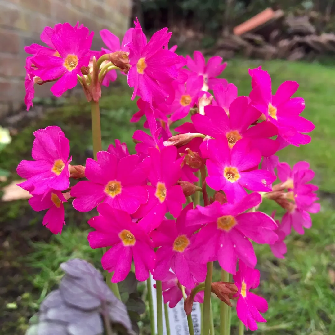Primula Rosea - pianta palustre da terreno umido perenne di taglia piccola dal fiore rosa brillante per laghetto