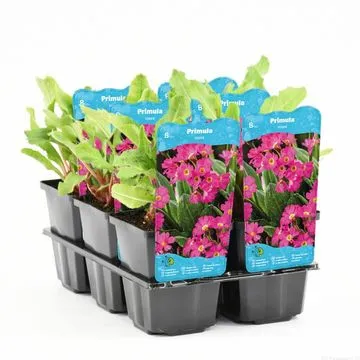 Primula Rosea - pianta palustre da terreno umido perenne di taglia piccola dal fiore rosa brillante per laghetto