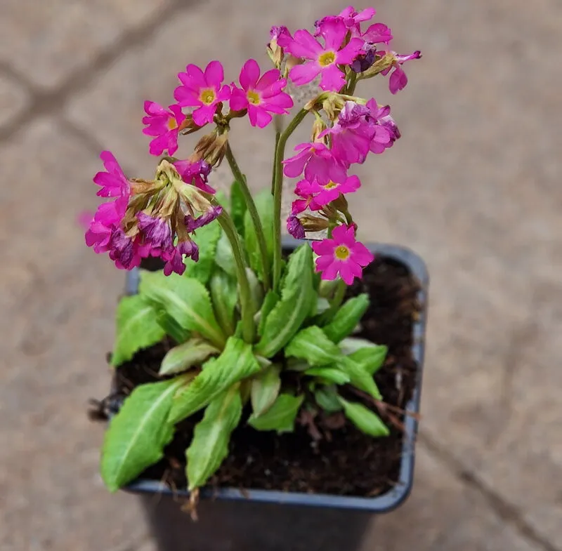 Primula Rosea - pianta palustre da terreno umido perenne di taglia piccola dal fiore rosa brillante per laghetto