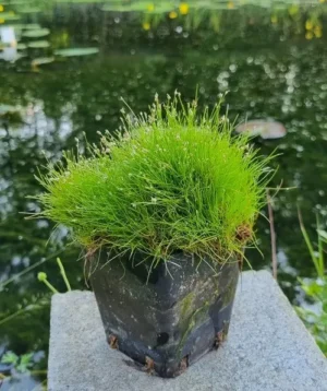 Eleocharis Acicularis - Giunchina aghiforme - pianta palustre di taglia piccola per laghetto