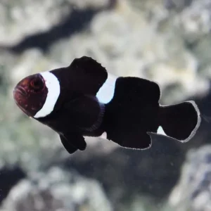Amphiprion Ocellaris Black MISBAR (Pesce Pagliaccio nero - Ocellaris clownfish) - allevamento