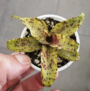 Neoregelia Chiquita Linda - pianta epifita per terrario o paludario in vasetto