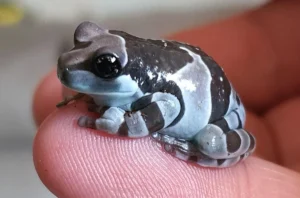Trachycephalus resinifictrix Milk Frog 2.5-3 cm - Rana arboricola - anfibi per terrario