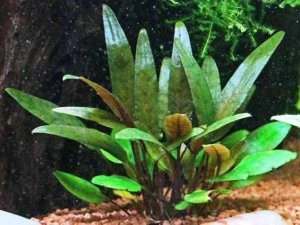 CRYPTOCORYNE LUCENS, pianta facile da primo piano in vasetto