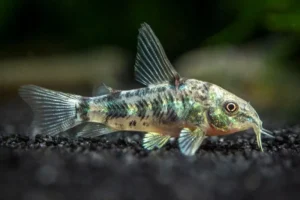 Corydoras Paleatus 2-3 cm, pesce da fondo marmorizzato
