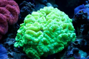 Caulastrea Furcata Verde fluo 30 bocche - Corallo duro LPS facile