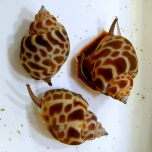 Babylonia Formosae - Lumaca avorio di Formosa Detritivora ideale per acquario marino