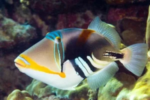Rhinecanthus Aculeatus Humu Humu - Pesce balestra picasso per acquario marino