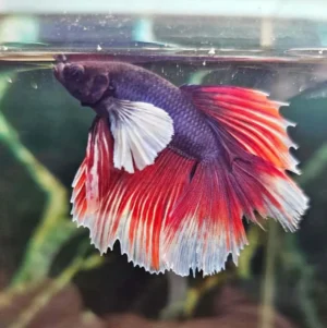Betta splendens Big Ears Purple Red White - FOTO REALI - pesce combattente maschio 5 cm