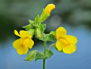 Mimulus Guttatus - pianta palustre da terreno umido perenne di taglia media dal fiore giallo maculato per laghetto