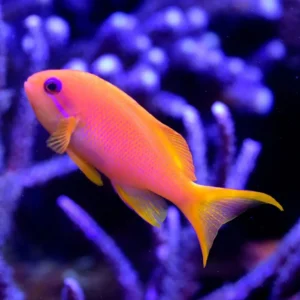 Pseudanthias Squamipinnis female - femmina - pesce pacifico da branco per acquario marino reef