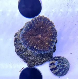 Lobophyllia Corymbosa Red - FOTO REALE - 1 calice - Corallo duro LPS facile