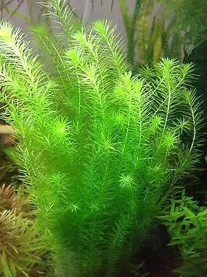 MAYACA FLUVIATILIS, pianta rapida depurativa