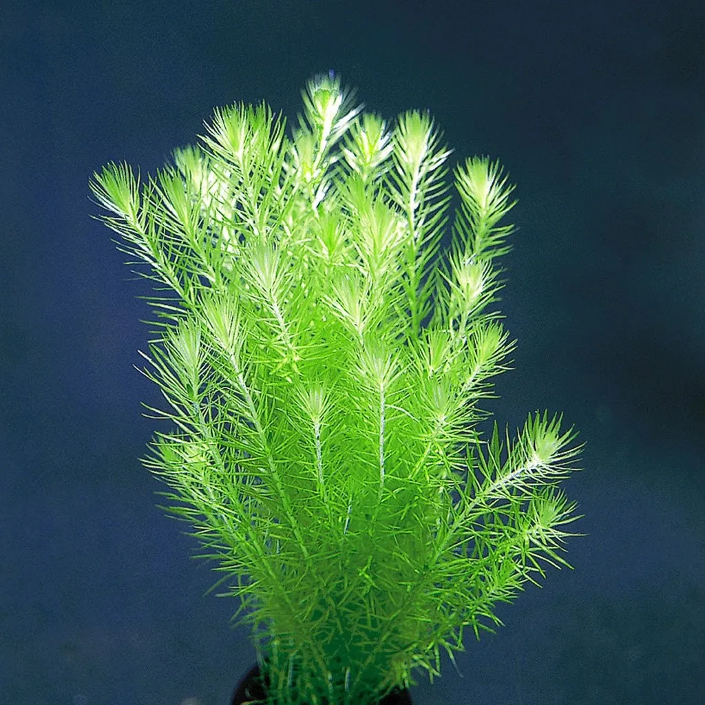 MAYACA FLUVIATILIS, pianta rapida depurativa