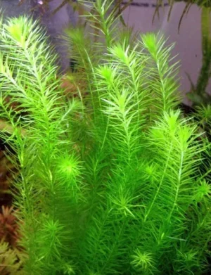 MAYACA FLUVIATILIS, pianta rapida depurativa