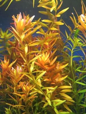 ROTALA orange juice - Pianta rossa a crescita rapida