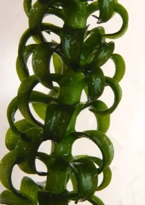 Elodea Canadensis, pianta rapida depurativa