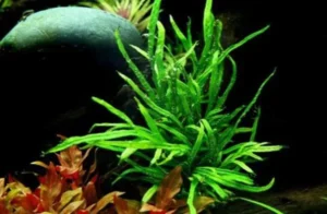 MICROSORIUM PTEROPUS 'TRIDENT', pianta epifita da primo piano in vasetto