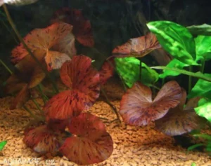 NINFEA LOTUS ZENKERI RED - PIANTA ROSSA in vasetto - Nymphaea