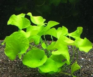 NYMPHOIDES SP. 'TAIWAN' O 'FLIPPER' - pianta da primo piano o centrale