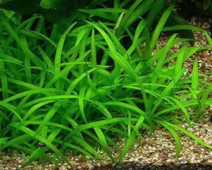 SAGITTARIA SUBULATA, pianta da pratino in vasetto