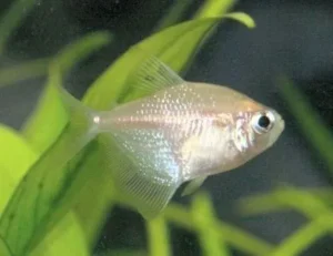 Gymnocorymbus ternetzi GOLD, pesce gonnella gold 2-5 cm