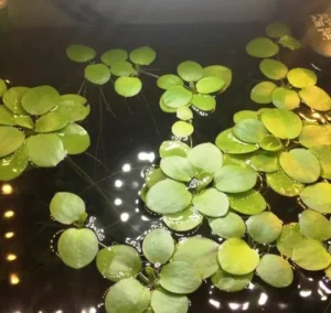 LIMNOBIUM LAEVIGATUM, pianta galleggiante per acquario o laghetto - 5 piantine