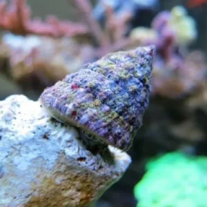 Tectus fenestratus - Turbo Snail - Lumaca Turbo Alghivora