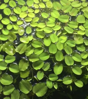 SALVINIA NATANS, pianta galleggiante per acquario o laghetto - 5 piantine