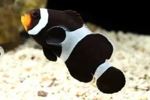 Amphiprion OCELLARIS Black (Pesce Pagliaccio nero - Ocellaris clownfish) - allevamento
