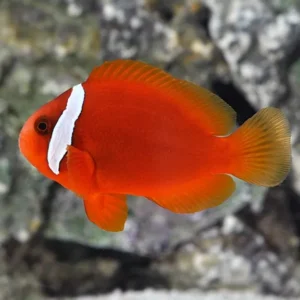 Amphiprion Frenatus - Tomato Clownfish - Pesce Pagliaccio Pomodoro