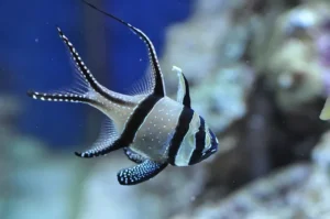 Pterapogon kauderni - Pesce cardinale - allevamento