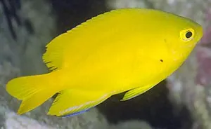 Pomacentrus moluccensis - Damigella Limone