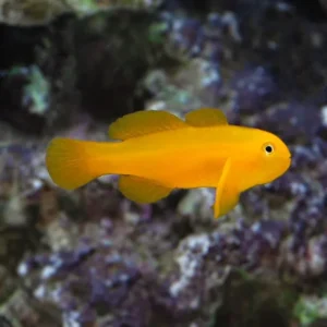 Gobiodon Okinawae - Gobbio giallo di Okinawa