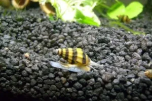 LUMACA KILLER ANENTOME HELENA - mangia le piccole lumache invasive