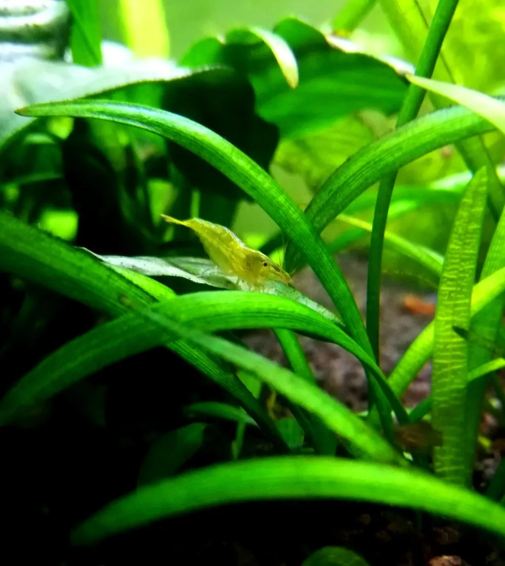 Caridina Babaulti green