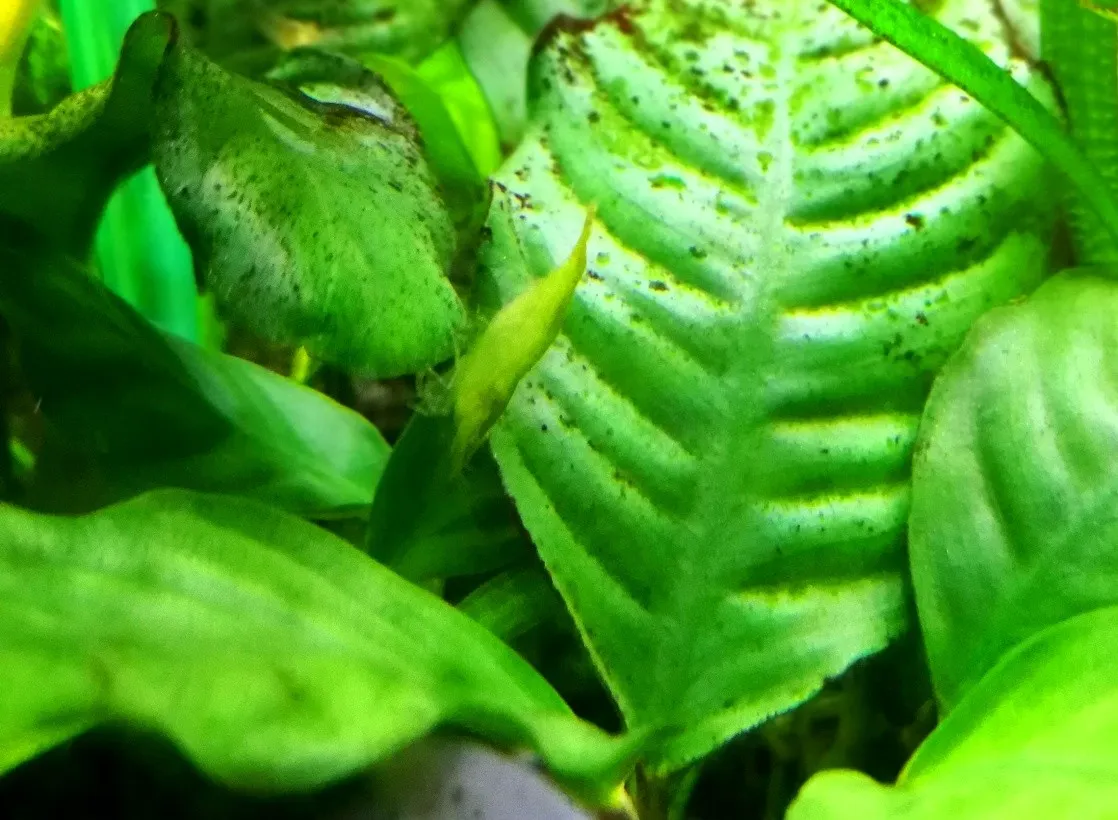 Caridina Babaulti green