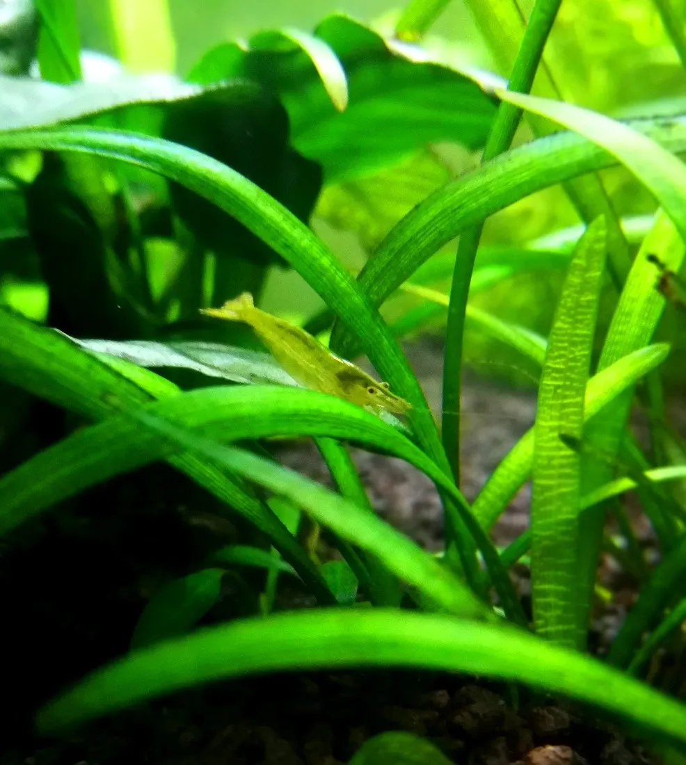 Caridina Babaulti green