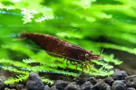 NEOCARIDINA DAVIDI CHOCOLATE SAKURA 1-2 cm - gamberetto per acquario d'acqua dolce