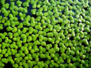 LEMNA MAJOR (LENTICCHIA D'ACQUA), pianta galleggiante per acquario o laghetto