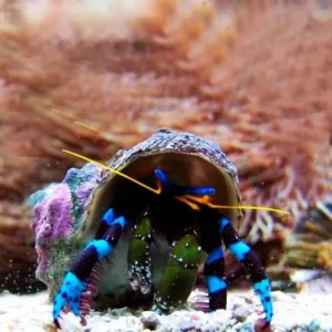 Calcinus Elegans - Paguro dalle zampe blu