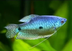 Trichogaster trichopterus Blue Sumatra, Gurami blu 4-6 cm